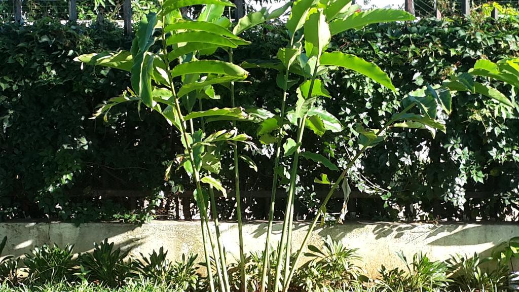 Marumadi Planeta Mocambique S. Vincente de Paulo Exteriör bild